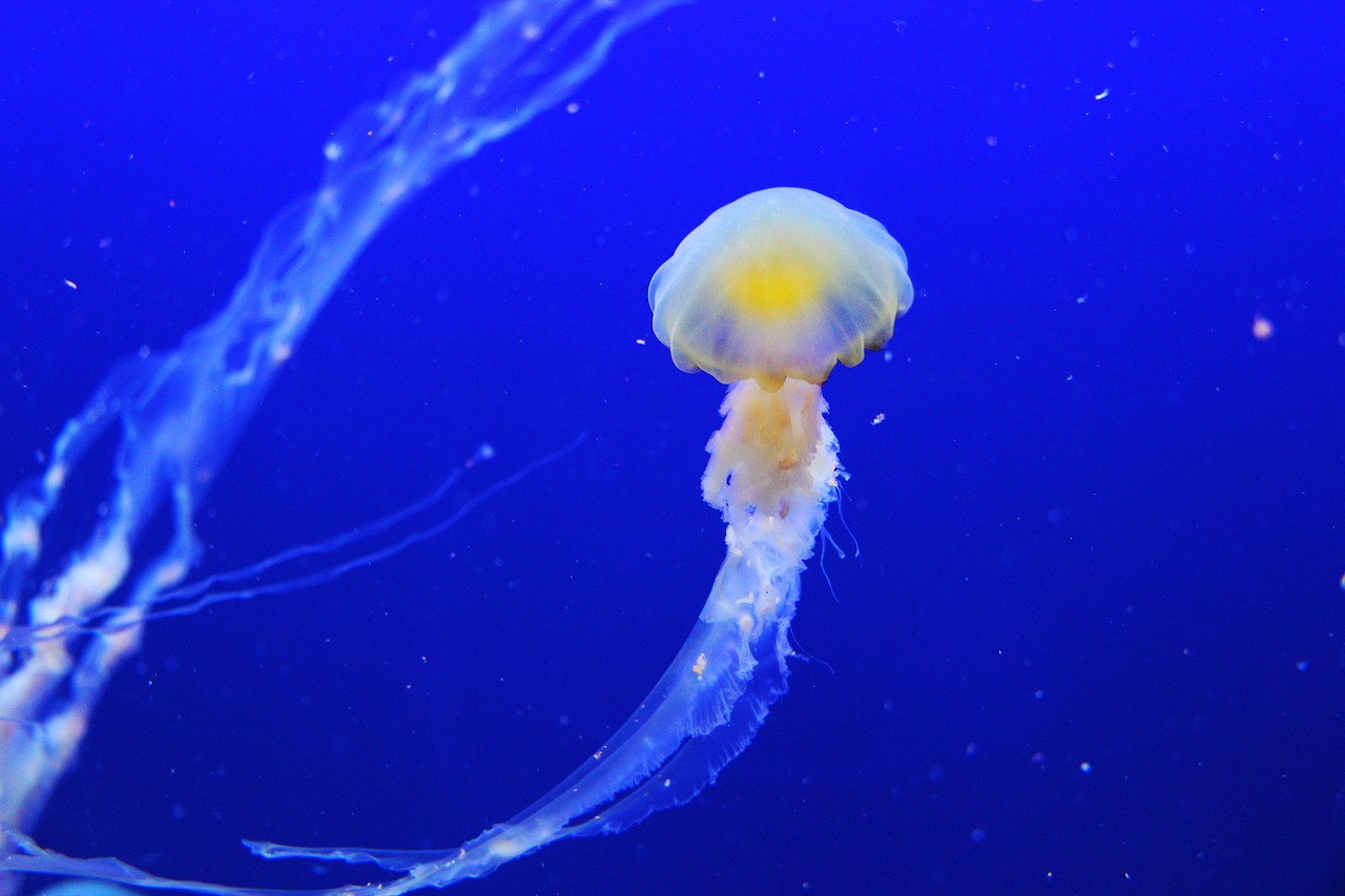 Box Jellyfish Habitat