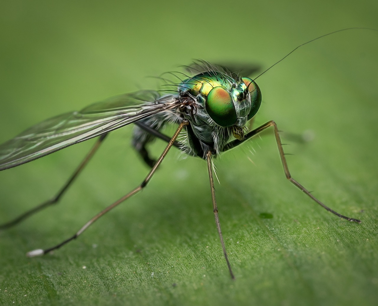 Different Types Of Fly Fishing Flies