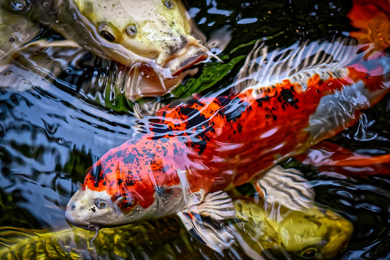 Where Do Koi Fish Live